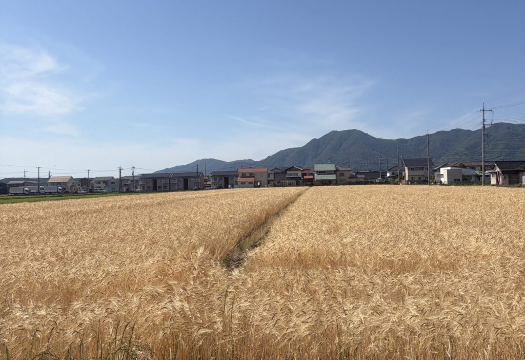 田舎 小麦