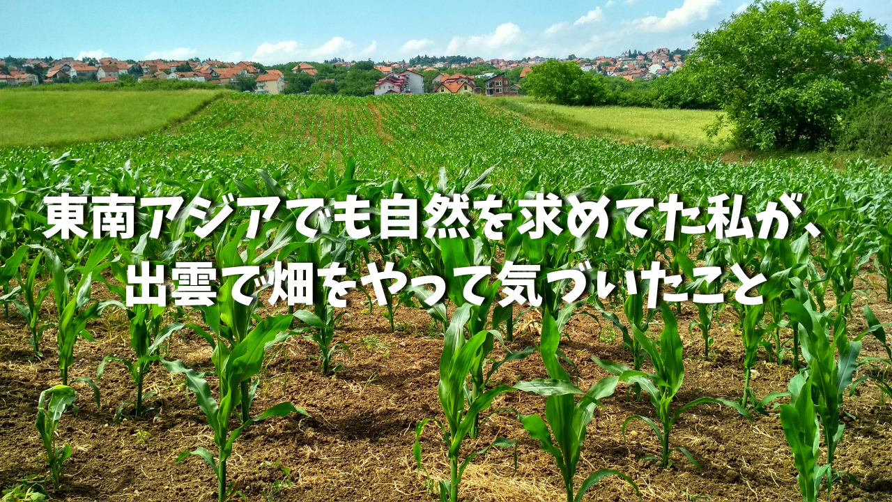 畑　収穫